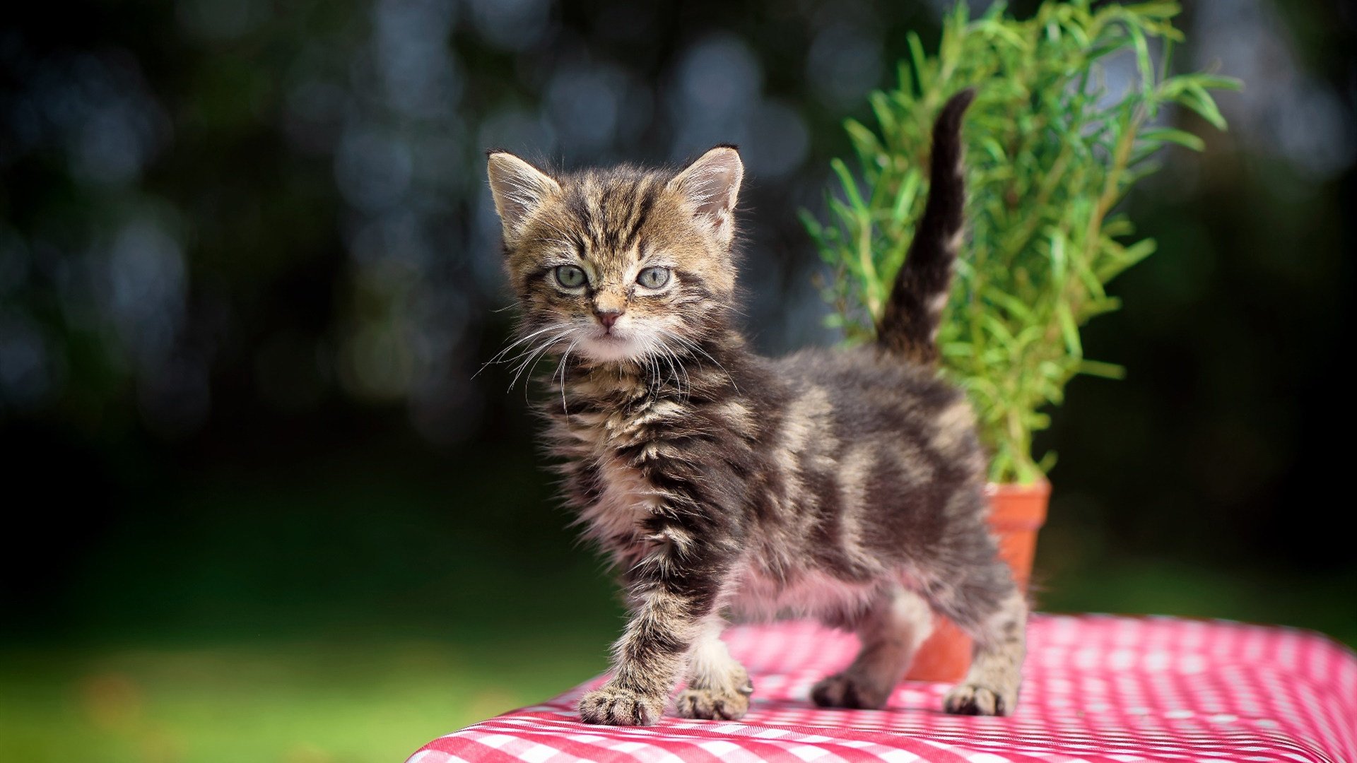 Chinese Taipei团队未来发展的关键战略与路径,china taipei