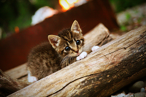 女子威尔士队的竞技水平持续提升，前景可期，威尔士比赛视频