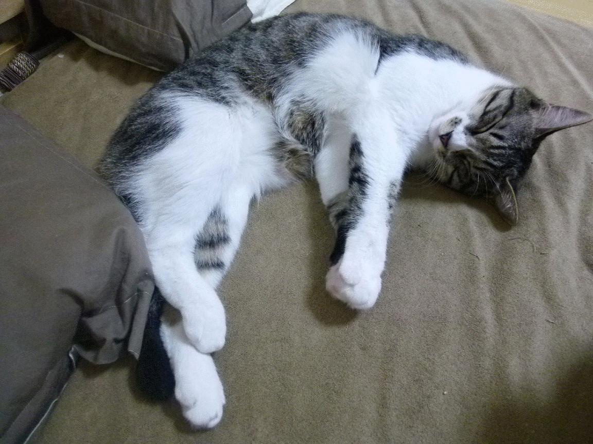 德甲战略多变:变化无穷,精彩不断!,德甲改制