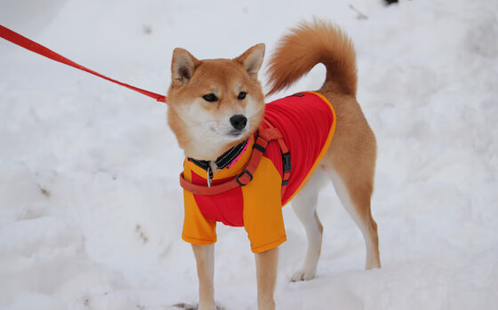 开云体育app注册-足球守门员技术培训课程内容更新，足球守门员训练实战宝典
